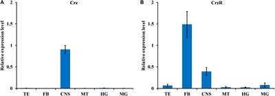 Corazonin Signaling Is Required in the Male for Sperm Transfer in the Oriental Fruit Fly Bactrocera dorsalis